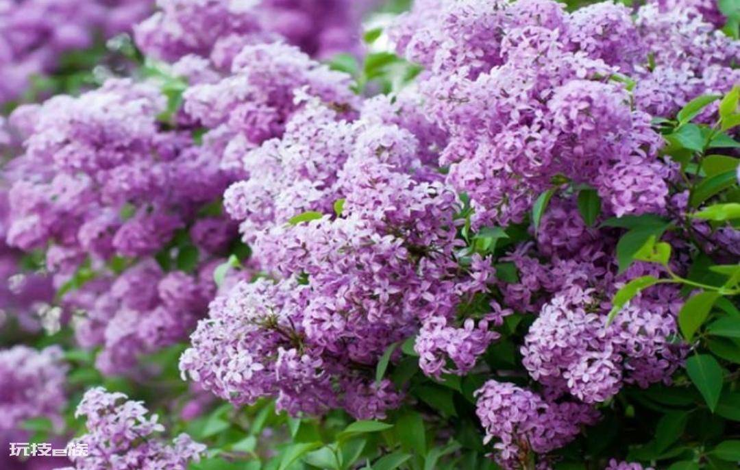 常见香味浓郁的花卉(家里养5种花卉植物清香四溢)-图片10